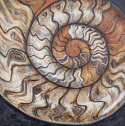 #458 ~ Nelson - Ammonite
