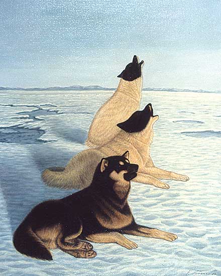 #41 ~ Fracchetti - Untitled - Husky Dogs