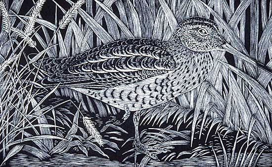 #219 ~ Daglish - Great Snipe