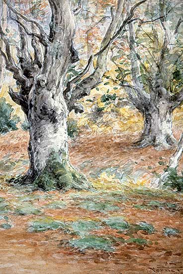 #339 ~ Verner - Untitled - Forest View