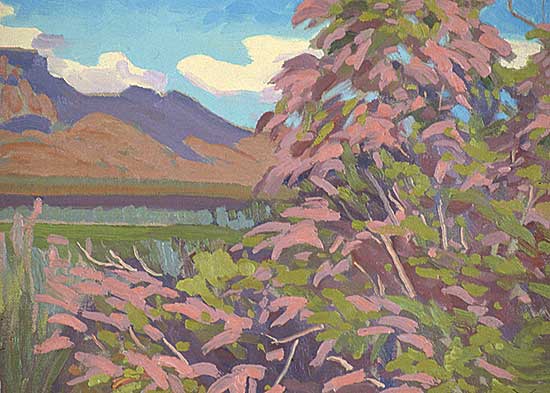 #127 ~ Kerr - Tamarisk in Blossom, Mesa, Ariz. April, 1977
