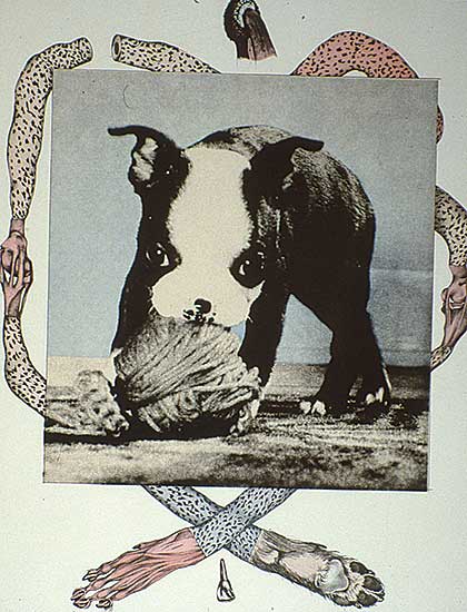 #281 ~ Cowin - Yukon King [Dog of the North] Canadian Anatomy  #10/12