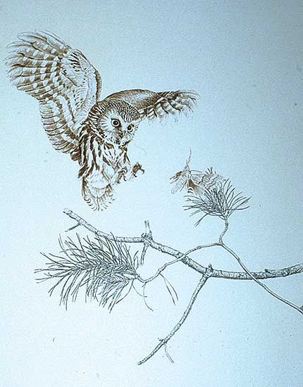 #307 ~ Loates - Saw-Whet Owl  #38/125