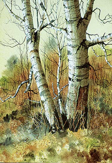 #41 ~ Cummins - Birch #2