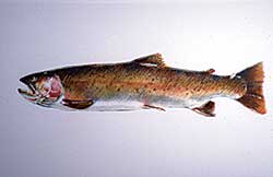 #34 ~ Cowin - Untitled - Cutthroat Trout