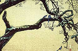 #218 ~ Yoshida - Plum Tree and Blue Magpie