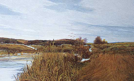 #2 ~ Acs - Cattails Near a Slough, Alberta
