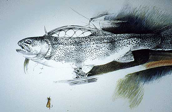 #50 ~ Cowin - Bow River Study