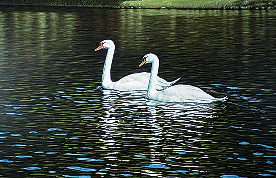 #51 ~ Danby - Swans  #55/100