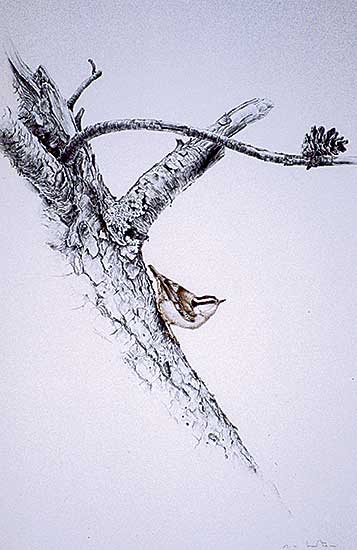 #147 ~ Loates - Red-Breasted Nuthatch  #38/125