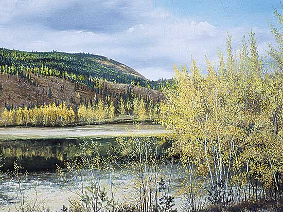 #115 ~ Hogg - Sawmill Slough at Tata Creek, North of Kimberley, B.C.