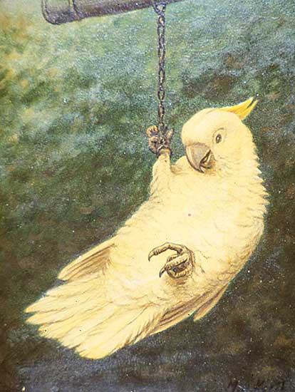 #146 ~ Koekkoek - Untitled - Parrot