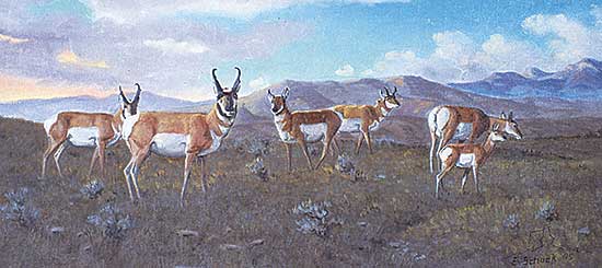 #294 ~ Schock - Antelope