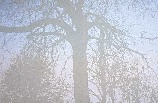 #313 ~ Smith - Winter '84  #43/50
