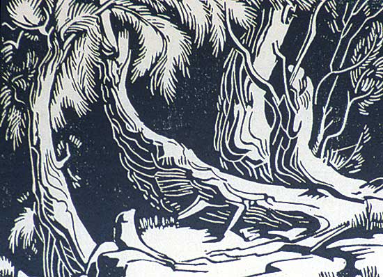 #443 ~ Shelton - Tree Roots, Opposite Matty's