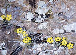 #109 ~ Hassell - Buttercups, Eastern Arctic, Baffin Island