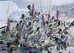 #110 ~ Hassell - Arctic Willow [Salix Arctica], Broughton Island, Eastern Arctic