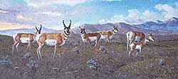 #294 ~ Schock - Antelope