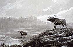 #298 ~ School - Untitled - Two Moose at River's Edge