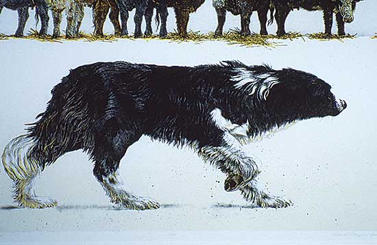 #45 ~ Cox - The Cowhand  #1/50