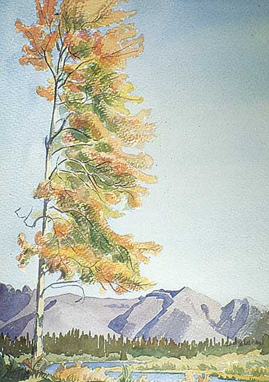 #295 ~ Shelton - Trees at Vermillion Lakes