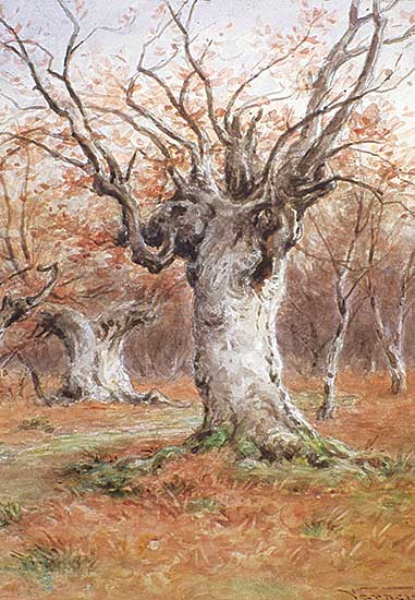 #329 ~ Verner - Burnham Beeches