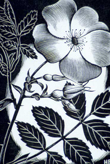 #413 ~ Bergman - Wild Rose