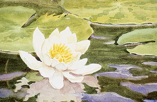 #252 ~ Drummond - Untitled - Waterlilies