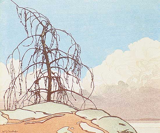 #343 ~ Phillips - Jack Pine  #19/100