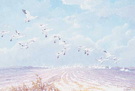 #384 ~ Troy - Snow Geese, Last Stop
