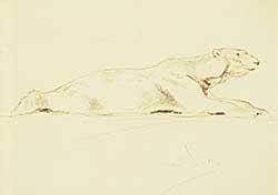 #389 ~ Wardle - Untitled - Sketch of a Polar Bear