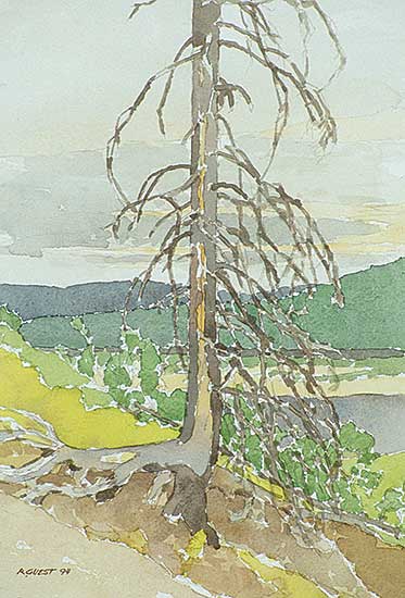 #64 ~ Guest - Dead Spruce, Banks of the Wapiti