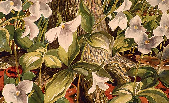 #114 ~ Kerr - Trilliums