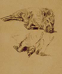 #556 ~ Walker - Untitled - Two Sketches of a Boar