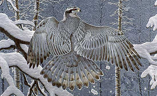 #61 ~ Fehr - Boreal Ghost - Goshawk