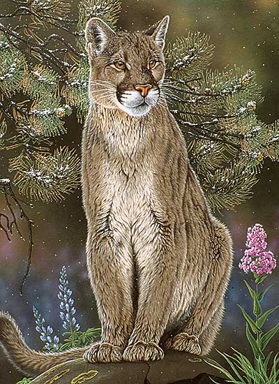 #62 ~ Fehr - Crowsnest Summer