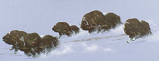 #65 ~ Fehr - Arctic Thunder - Musk Ox