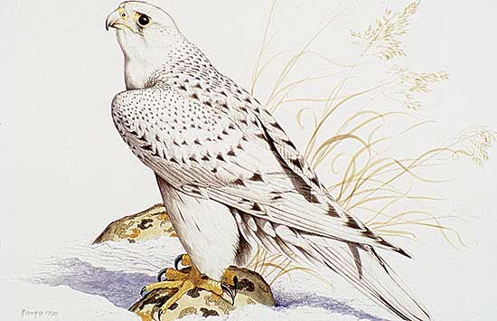 #68 ~ Fehr - Gyrfalcon