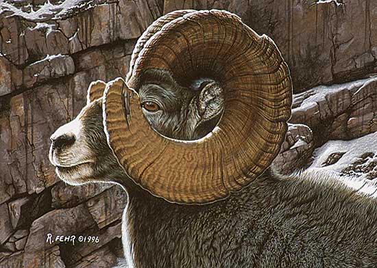 #72 ~ Fehr - Big Horn Sheep