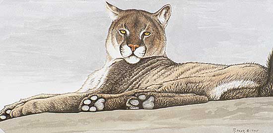 #75 ~ Fehr - Contemplation - Cougar