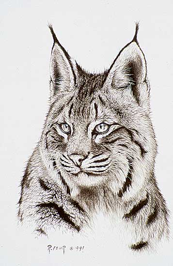 #78 ~ Fehr - Bobcat