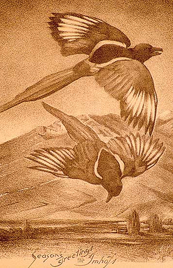 #118 ~ Jackson - Lower St. Lawrence
