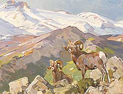 #276 ~ Rungius - Untitled - Rocky Mountain Sheep
