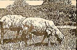 #437 ~ Haines - Untitled - Two Sheep