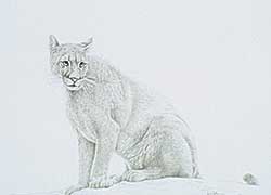 #503 ~ Watson - Lynx