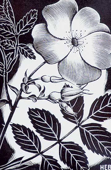 #22 ~ Bergman - Wild Rose