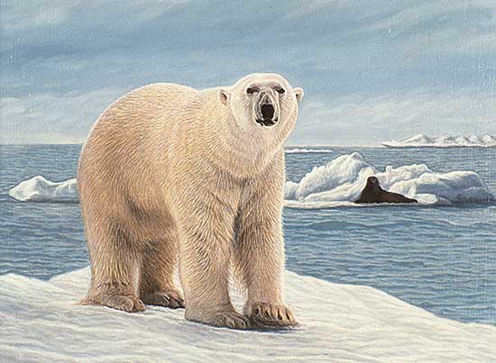 #73 ~ Fracchetti - Untitled - Polar Bear