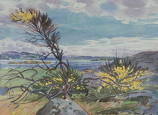 #208 ~ Maltman - Broom on Cattle Point, Victoria