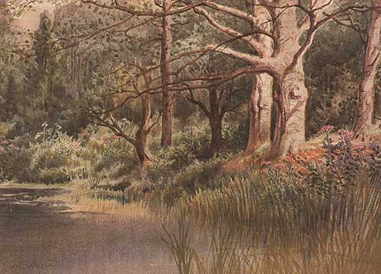 #211 ~ Martin - Beeches by the Lake