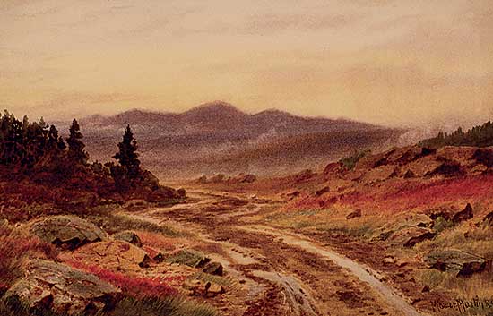#213 ~ Martin - Untitled - Forest Road